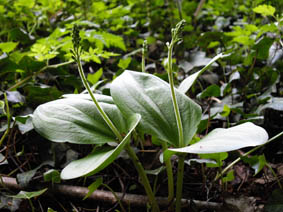 Listera ovata